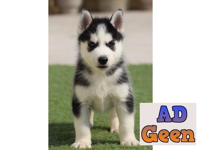 used Show quality blue eyes husky for sale 